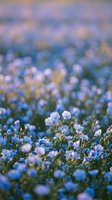 Delicate blue flax flowers blooming in soft focus field with shallow depth creating dreamy bokeh effect for nature backgrounds and spring concepts.