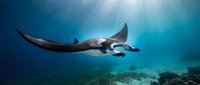 Graceful manta ray gliding through crystal clear tropical waters above vibrant coral reef with sunbeams filtering down from surface creating magical underwater scene.