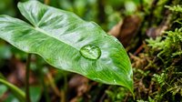 Water droplet resting on vibrant green leaf with moss-covered ground in lush forest environment, showcasing nature's moisture and woodland ecosystem details.