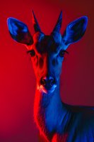 Dramatic portrait of deer illuminated by contrasting red and blue lights against dark background, creating mysterious and artistic mood for creative projects.