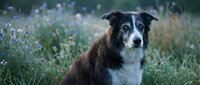 Border collie dog sitting in wildflower meadow at dusk with soft natural lighting and blurred floral background for pet photography and animal portraits.