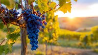 Ripe blue grapes on vine in vineyard at sunset, golden sunlight illuminating rows of grapevines across rolling countryside landscape.