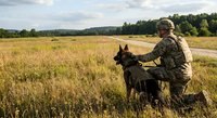 Military soldier in camouflage uniform with German Shepherd dog in golden field during training exercise for security and defense operations.