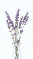 Fresh lavender stems in clear glass vase on white background for aromatherapy spa wellness natural home decor botanical design projects.