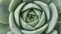 Close-up of green succulent plant with spiral geometric pattern of thick fleshy leaves forming natural mandala design for botanical home decor projects.