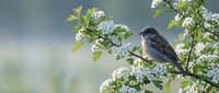 Small songbird perched on flowering branch with white blossoms in spring garden setting, perfect for nature and wildlife photography projects.
