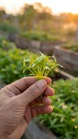 Hand holding young seedling sprout in vegetable garden at sunset, showing sustainable farming and organic growth for agricultural and gardening projects.