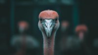 Curious ostrich with pink feathers staring directly at camera against blurred dark background. Wildlife portrait showcasing natural bird behavior and expression.