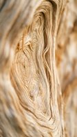 Close-up of natural wood grain texture showing detailed annual rings and organic patterns. Ideal for woodworking, carpentry, interior design, and sustainable material projects.