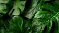 Fresh monstera deliciosa leaves with water drops in dark moody lighting, closeup macro shot showing natural leaf texture and patterns for nature backgrounds.