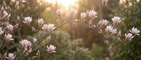 Magnolia blossoms bloom in soft pink and white tones with golden sunlight filtering through branches, creating a serene spring garden scene for nature and botanical design projects.