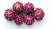 Vibrant pink rambutan tropical fruits arranged in group on white background, fresh exotic spiky shells showing sweet edible interior, isolated for food design.