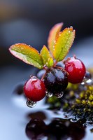 Fresh lingonberries with water drops on branch, green leaves covered in morning dew. Macro photography shows glistening moisture and vibrant red wild berries against dark background.