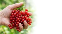 Hand holding fresh red currants with green stems, ripe berries ready for harvest in summer garden setting.