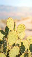 Bright yellow prickly pear cactus with sharp spines grows in desert landscape during golden hour sunlight, suitable for nature and botanical designs.