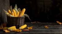 Fresh yellow corn cobs in rustic wicker basket on dark wooden table with autumn leaves, moody lighting creates dramatic harvest season atmosphere.