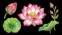 Blooming pink lotus flower with buds, green lily pad, and stem elements isolated on transparent background. Ready for t-shirt design, clipart, stickers, sublimation, and print-on-demand projects.
