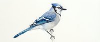 Blue jay bird perched on branch with detailed feathers and natural coloring isolated on white background for wildlife and nature designs.