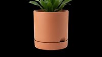 Potted green plant in terracotta cylinder planter with drainage saucer, isolated on transparent background. Ready for design use on t-shirts, clipart, stickers, and print-on-demand products.