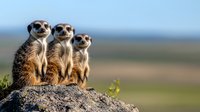 Three alert meerkats standing on rock formation against blurred savanna landscape, watching surroundings in typical sentinel pose during morning light.