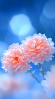 Delicate pink peonies or carnations against dreamy blue bokeh background, creating soft contrast for greeting cards or romantic designs.