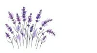 Purple lavender flowers with green stems isolated on white background for aromatherapy spa wellness design projects and botanical illustrations.