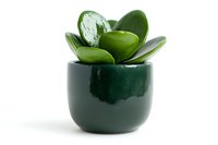 Jade plant succulent in dark green ceramic pot against white background, minimalist home decor composition suitable for interior design and gardening concepts.