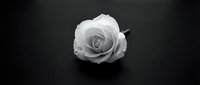 Single white rose on dark background, monochrome elegance symbolizing purity, love, and remembrance, perfect for sympathy cards and memorial designs.