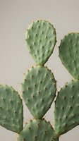 Green prickly pear cactus with sharp spines against neutral beige background for botanical decor and desert plant enthusiasts.
