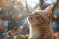 Ginger cat looking up against blurred autumn background with bokeh lights and fallen leaves, close-up portrait capturing curious expression and whiskers.