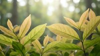 Young green and golden leaves with soft sunlight filtering through blurred natural background creating warm bokeh effect for spring growth concepts.