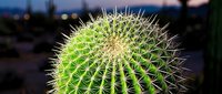 Golden barrel cactus with sharp spines in desert landscape at dusk with blurred city lights background for botanical and nature photography projects.