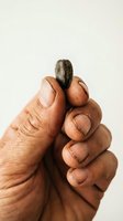 Close-up of a hand holding a small dark seed against a neutral background, showcasing natural texture and detail for agricultural, botanical, or gardening concepts.