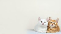 Two adorable kittens sitting together on white surface against neutral background, orange tabby and white fluffy cats looking up with curious expressions.