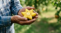 Farmer's hands holding fresh yellow star fruit in orchard garden setting for agricultural harvest and produce marketing.