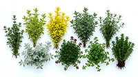 Fresh culinary herbs collection including thyme rosemary oregano sage parsley cilantro basil mint arranged on white background for cooking recipes.