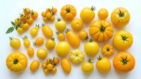 Yellow tomatoes and cherry tomatoes arranged on white background for food styling, cooking, agriculture, and healthy eating content.