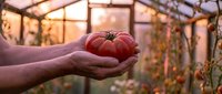 Farmer hands holding fresh ripe red tomato in greenhouse during golden hour sunset. Organic farming and sustainable agriculture concept for healthy food production.