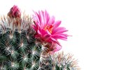 Vibrant pink cactus flower blooming on spiny green mammillaria cactus plant against white background, isolated for botanical design projects.