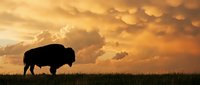 Majestic bison silhouette grazing on prairie grassland against dramatic golden sunset sky with mammatus clouds for wildlife and nature projects.