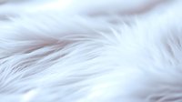 Soft white fluffy feathers in gentle macro shot creating abstract background pattern with delicate texture and light shadows for luxury and purity concepts.