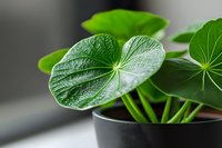 Fresh green leaves of Pilea peperomioides Chinese money plant in black pot against blurred background, macro close up view showing leaf texture and veins.