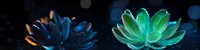 Glowing lotus flowers in contrasting blue and green neon colors against dark background with bokeh effect create mystical atmosphere for spiritual and wellness designs.