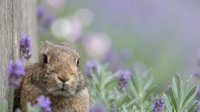 Adorable brown rabbit sitting among purple lavender flowers in garden with soft bokeh background creating peaceful spring wildlife scene.