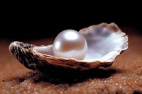 Luminous white pearl resting in opened oyster shell against dark background, showcasing natural luxury and oceanic treasure. Perfect for jewelry design.