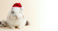 Adorable white rabbit wearing red Santa hat sitting with pine cones on neutral background for holiday greeting cards and Christmas decorations.