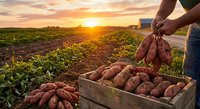 Farmer harvesting fresh organic potatoes at sunset in agricultural field. Hands holding root vegetables from wooden crate during golden hour harvest season.