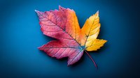 Vibrant autumn maple leaf with gradient colors from pink to orange to yellow on blue background for seasonal design projects.
