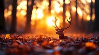 Majestic stag silhouette with antlers standing among autumn leaves in golden sunset forest light. Wildlife nature scene for outdoor adventure campaigns.