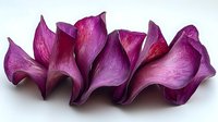Vibrant purple calla lily petals arranged in artistic wave formation against white background, showcasing natural curves and textures in macro photography.